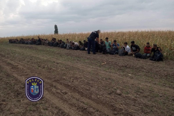 37 illegális migráns bujkált a kukoricásban
